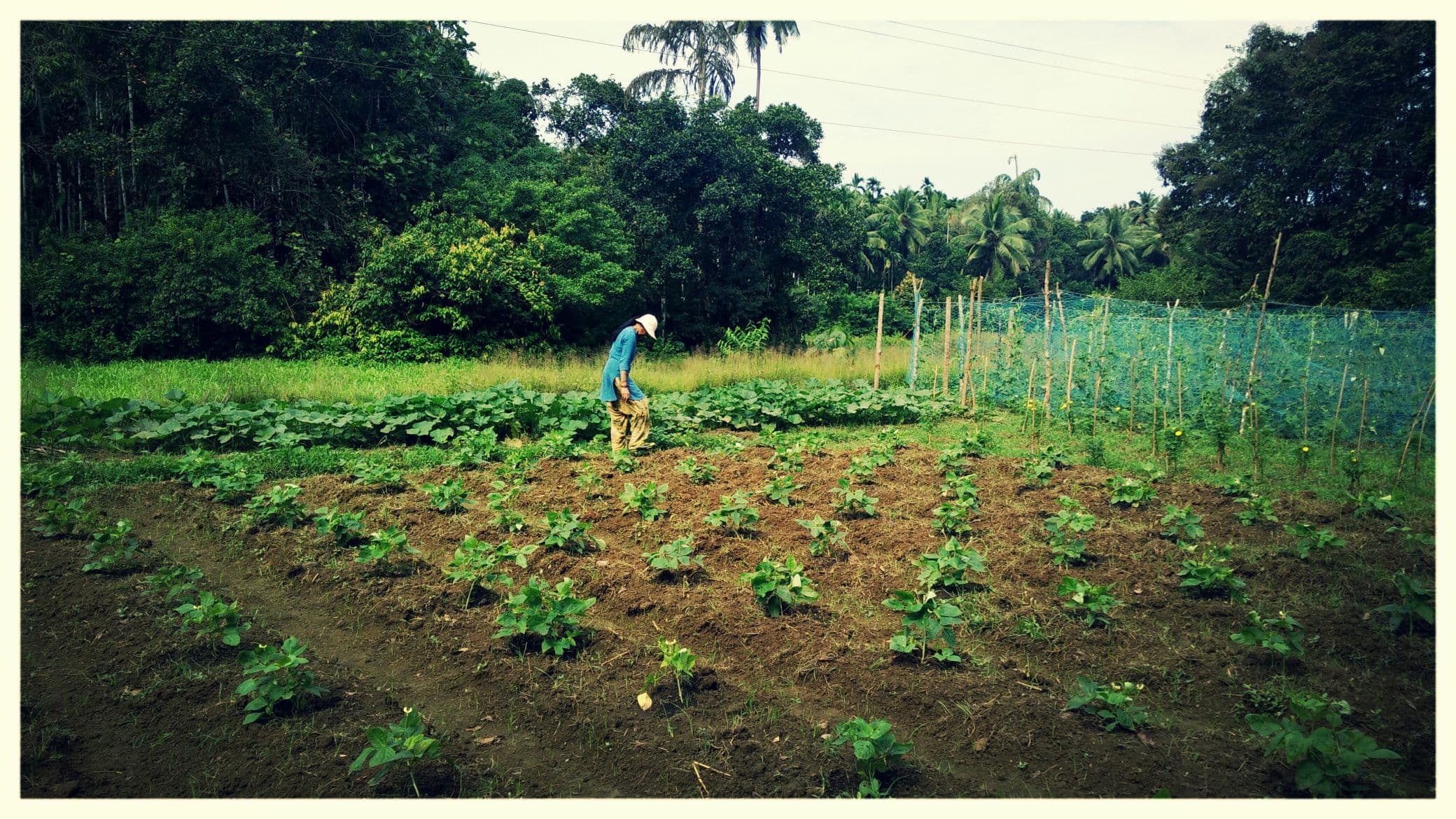 Organic farming at Varanashi