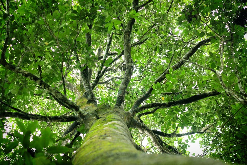 Forest canopy