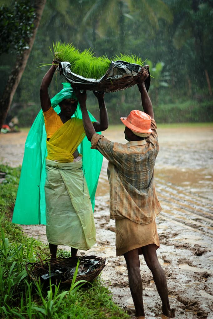 Rice paddy workers